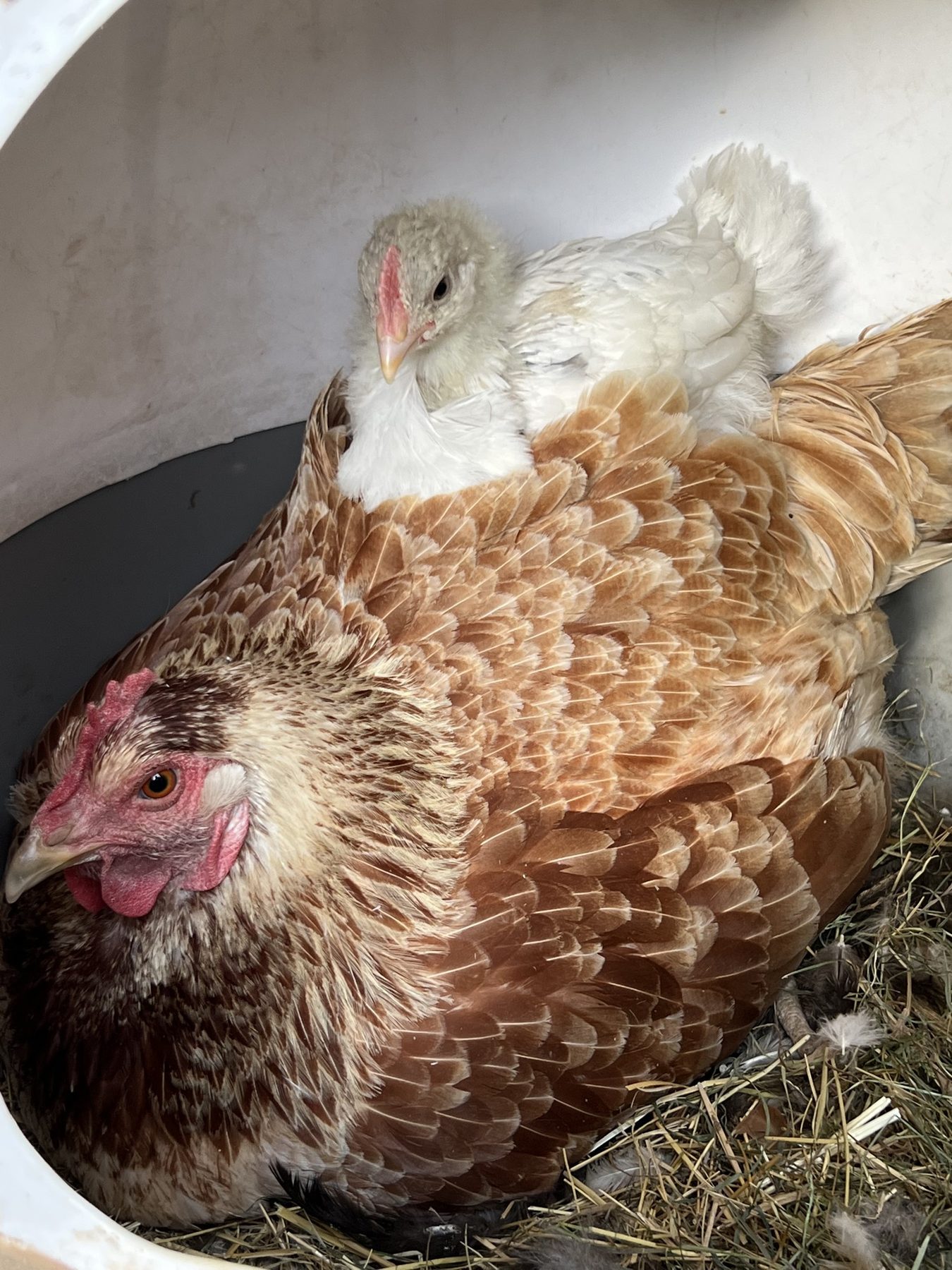 Braune Henne mit einem Küken auf dem Rücken